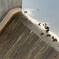 Have You Seen This? Ducklings use spillway as waterslide