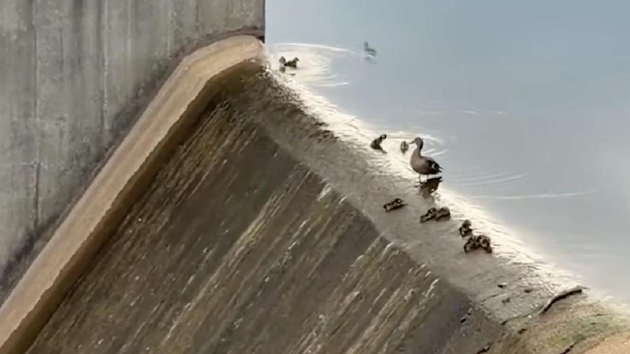 A mother duck watches as her ducklings play on a concrete spillway they are using as a waterslide.