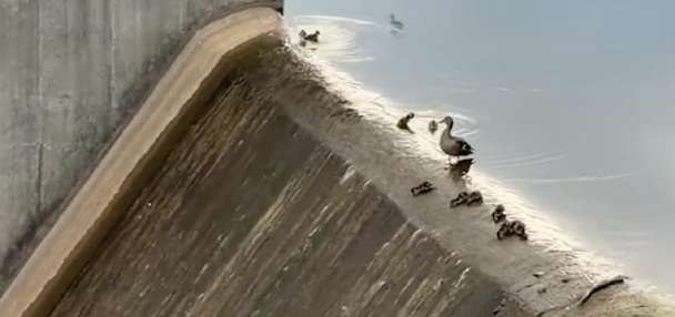 Have You Seen This? Ducklings use spillway as waterslide