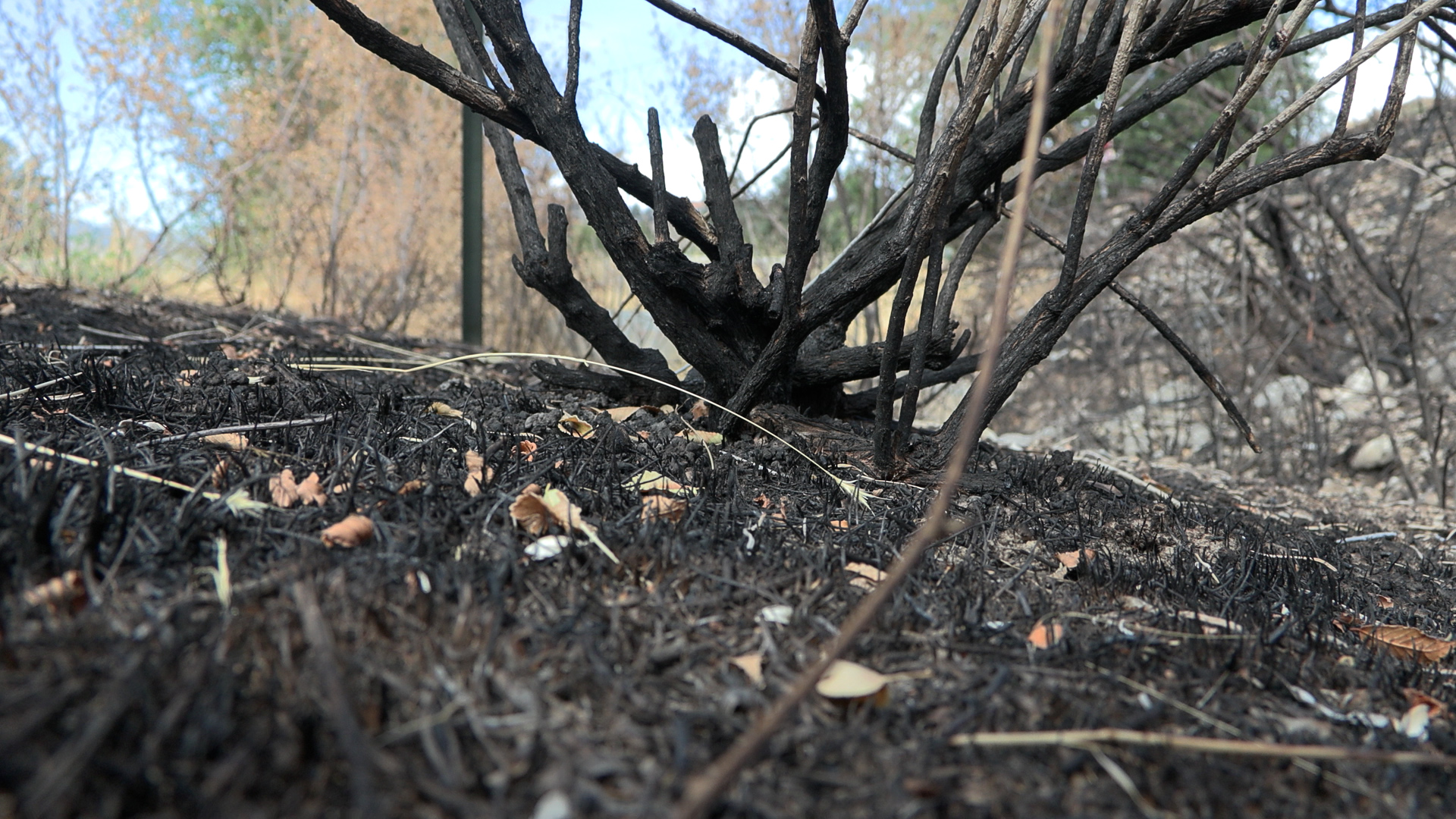Cause determined for Canyon Road Fire in Logan
