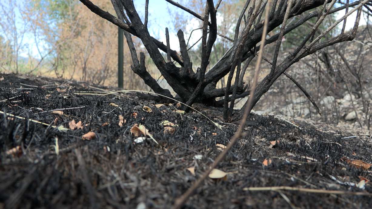 Ashes left from the Canyon Road Fire that ignited from combustible materials near Utah State University in Logan on July 31.