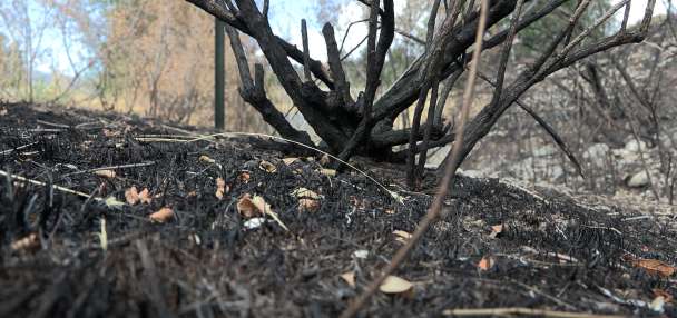 Cause determined for Canyon Road Fire in Logan