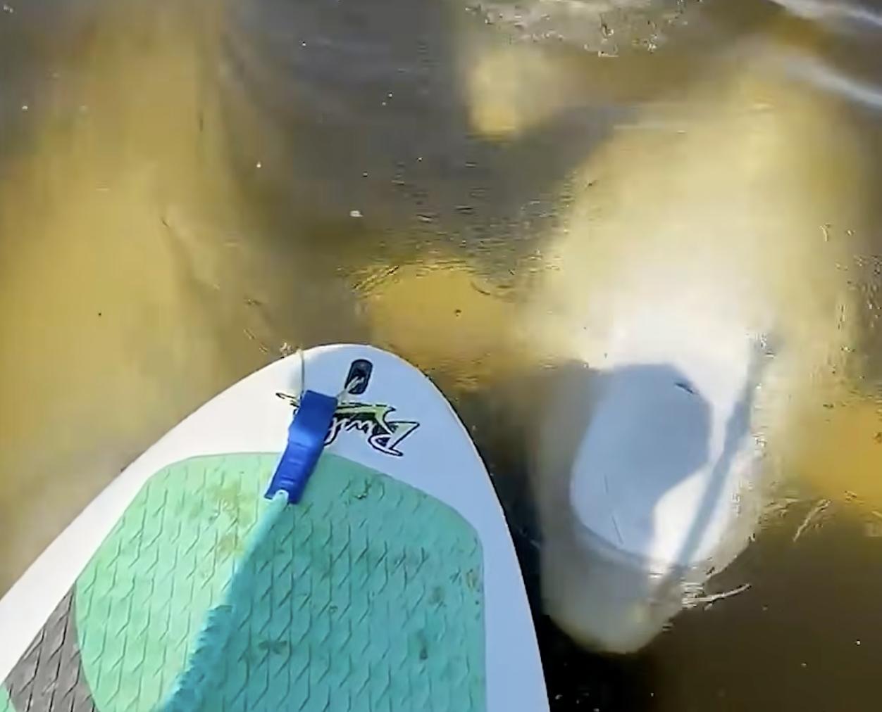 Have You Seen This? A delightful beluga visit
