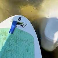 Have You Seen This? A delightful beluga visit
