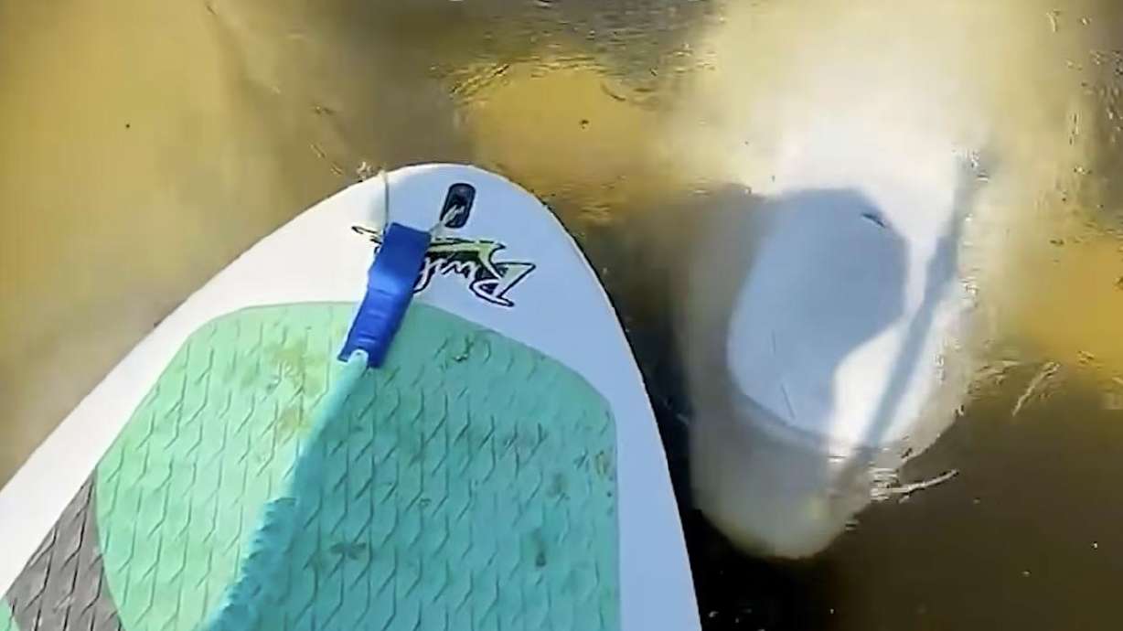 A screengrab from a YouTube video shows an encounter between a paddleboarder and a pod of beluga whales.