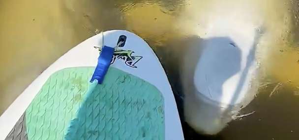 Have You Seen This? A delightful beluga visit
