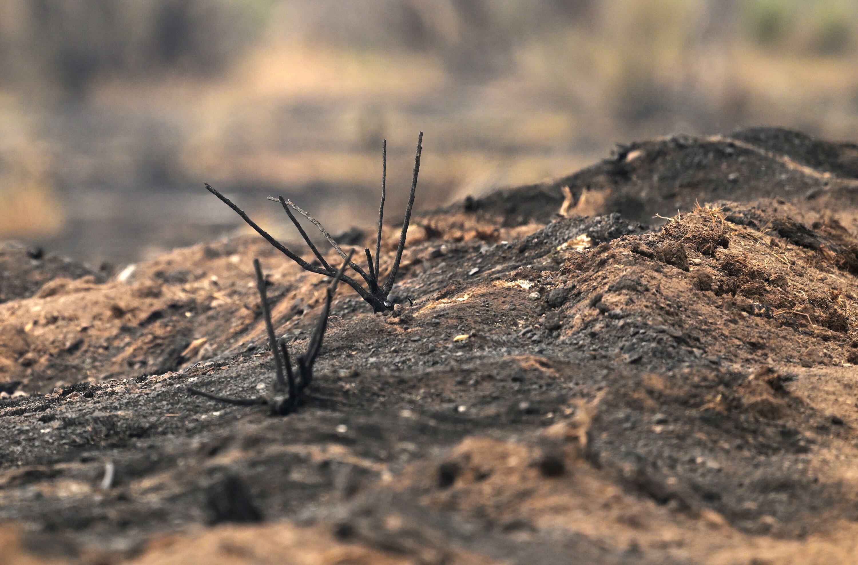 Remnants of the Monroe Canyon fire near Koosharem on Aug. 5, 2025.