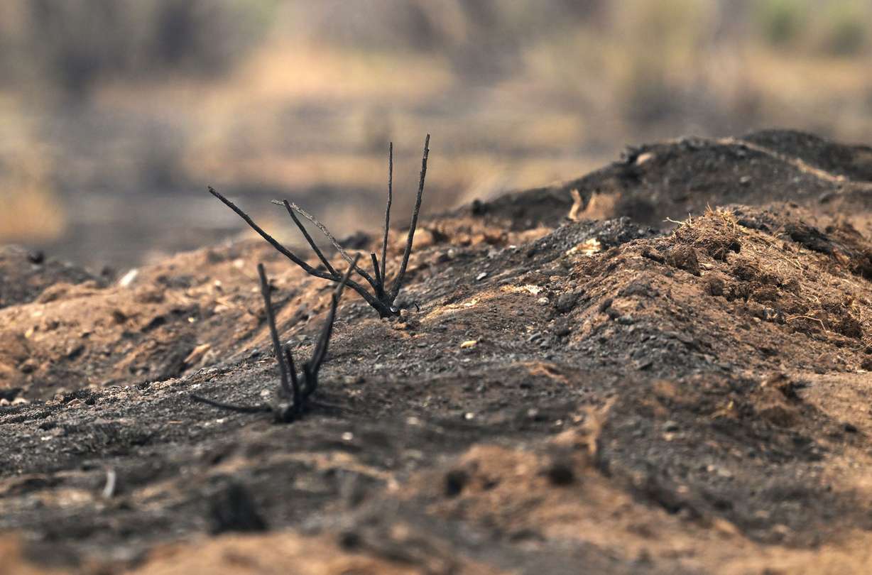Remnants of the Monroe Canyon fire near Koosharem on Aug. 5, 2025.