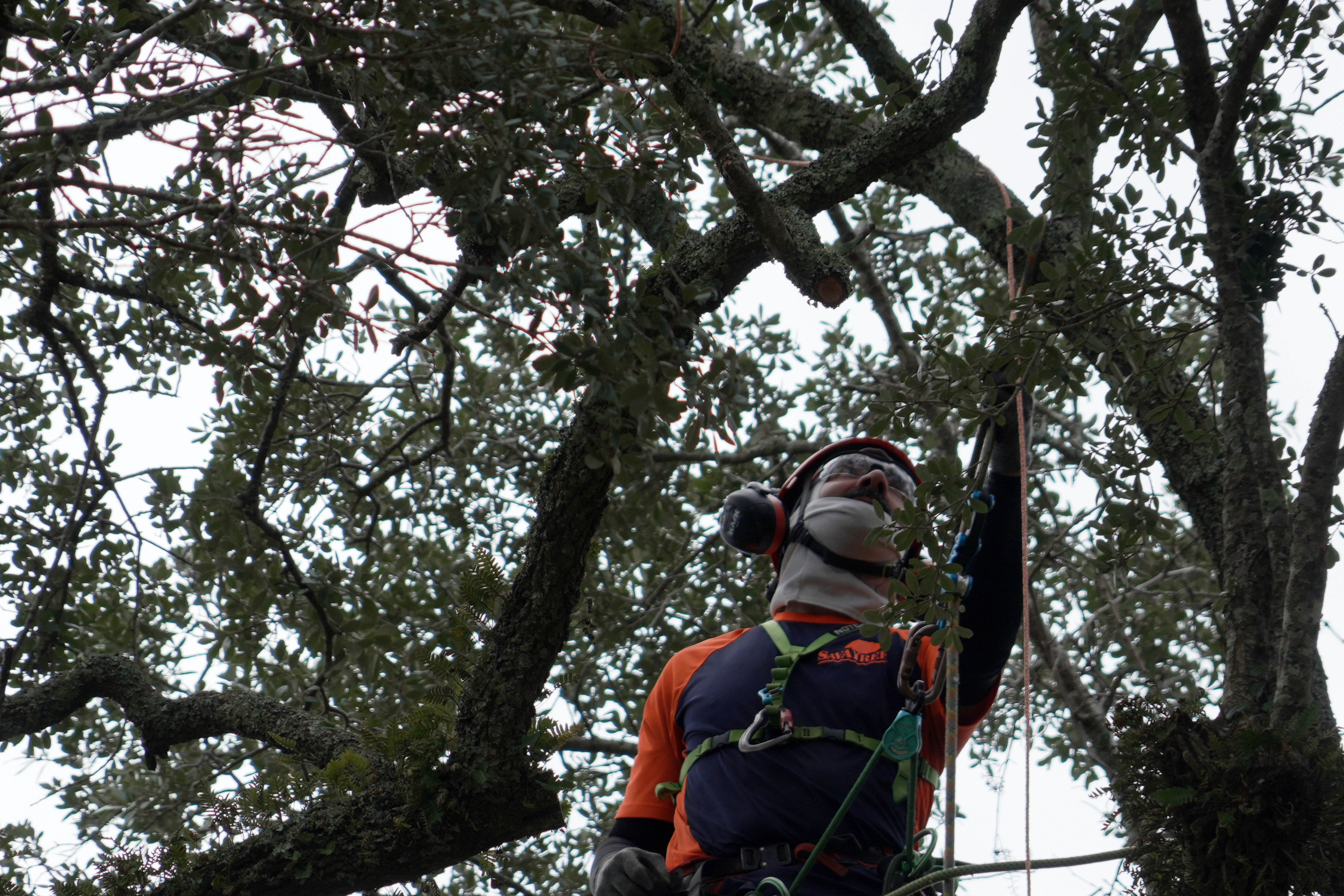 Preservationists are working to extend the life of a rare Revolutionary War 'witness tree'