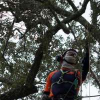Preservationists are working to extend the life of a rare Revolutionary War 'witness tree'