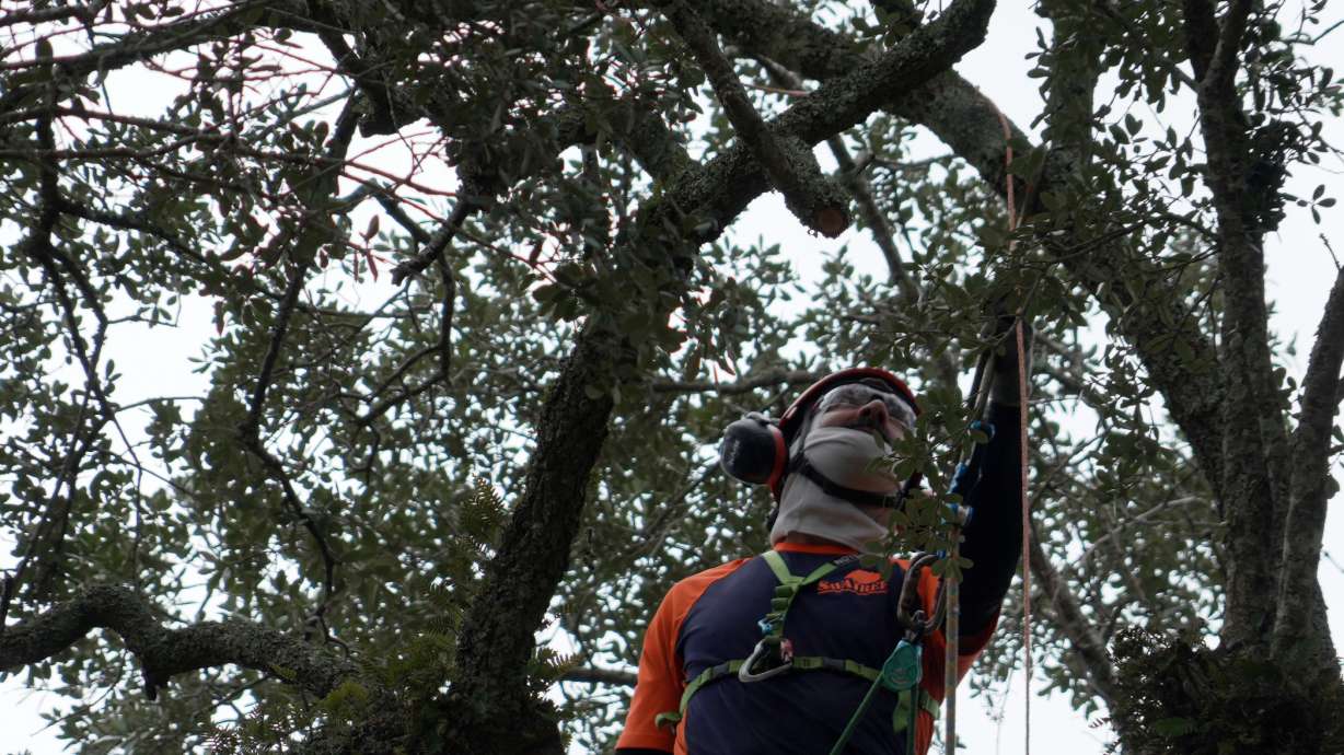 Andrew Giordano, plant and tree health care specialist, installs copper lightning rod cable in the branches of a Revolutionary War "witness tree" at the Battle of Eutaw Springs, S.C., historic site on Aug. 12.