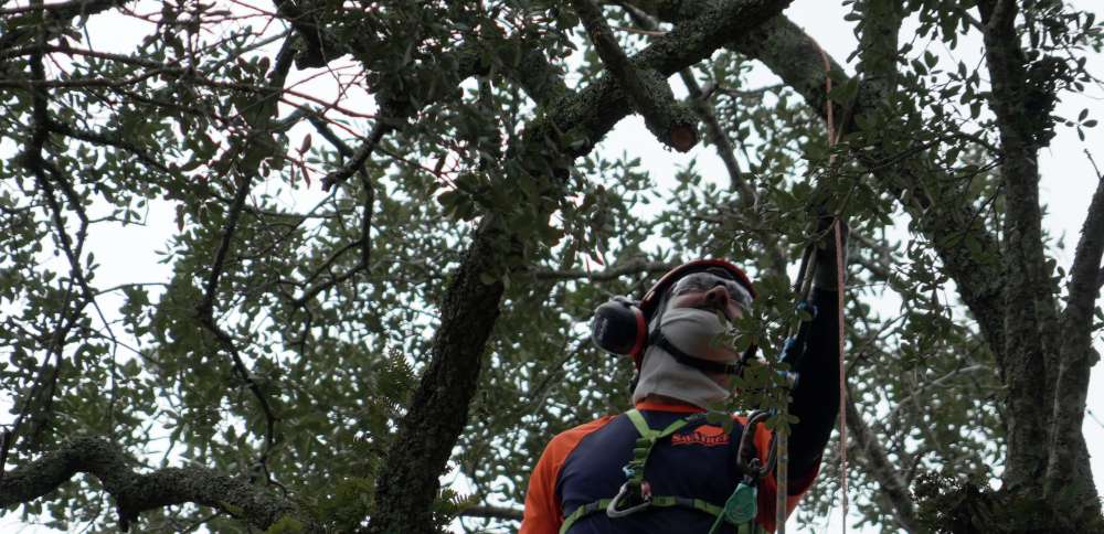 Preservationists are working to extend the life of a rare Revolutionary War 'witness tree'