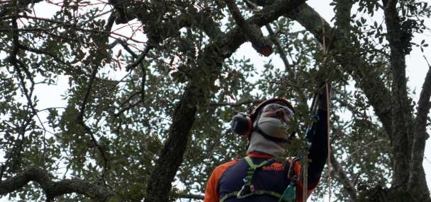 Preservationists are working to extend the life of a rare Revolutionary War 'witness tree'