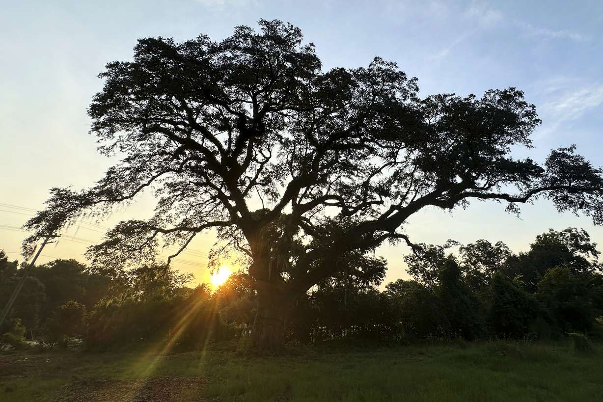 The sun rises behind a Revolutionary War "witness tree" at the Battle of Eutaw Springs, S.C., historic site on Aug. 13.