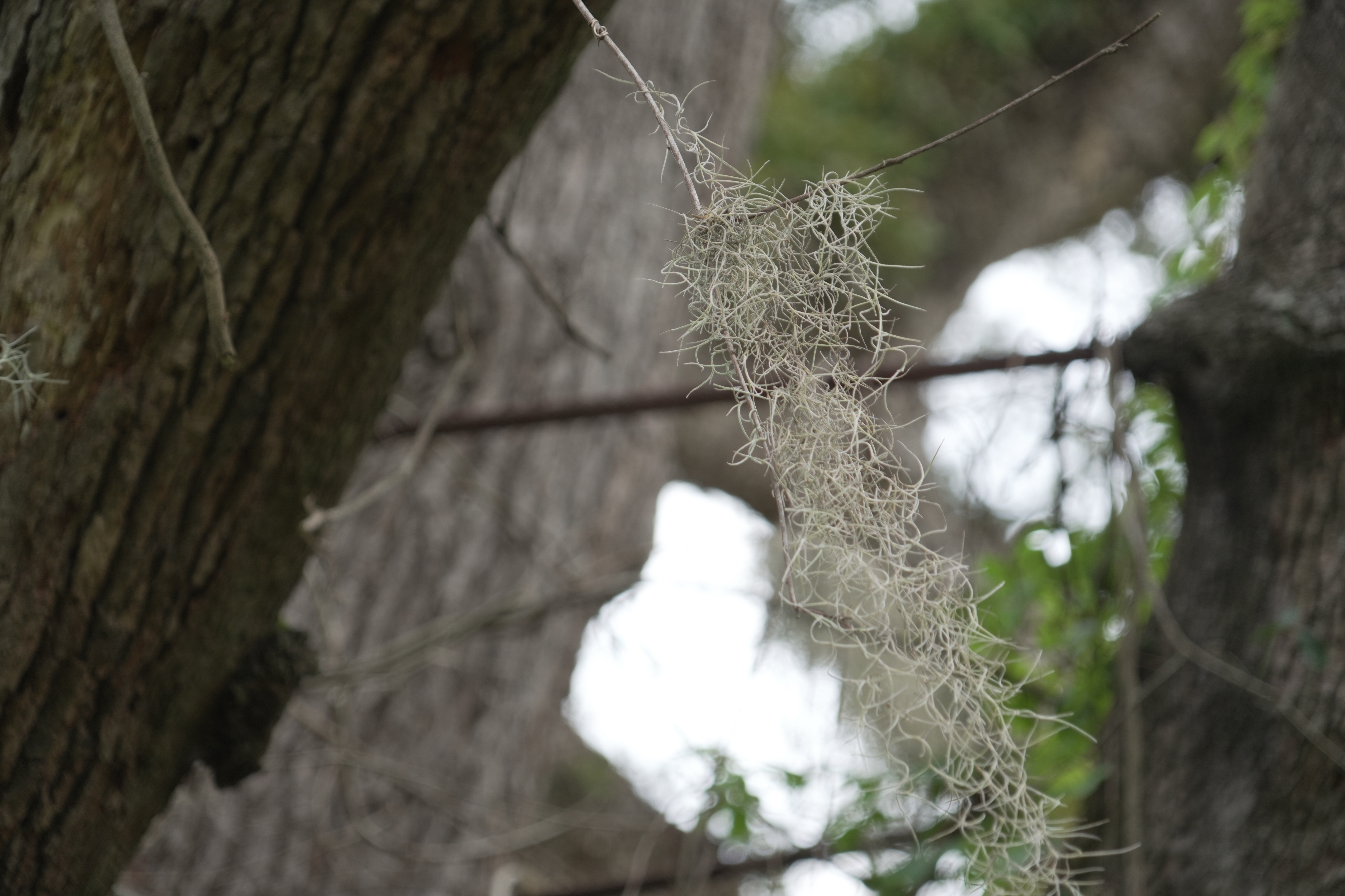 Spanish moss sways among the steel cables installed around 50 years ago to help stabilize a Revolutionary War "witness tree" at the Battle of Eutaw Springs, S.C., historic site on Aug. 12.