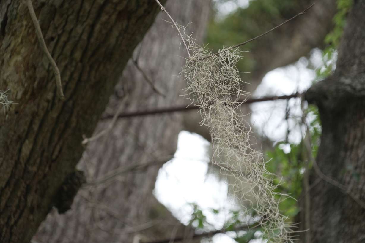 Spanish moss sways among the steel cables installed around 50 years ago to help stabilize a Revolutionary War "witness tree" at the Battle of Eutaw Springs, S.C., historic site on Aug. 12.