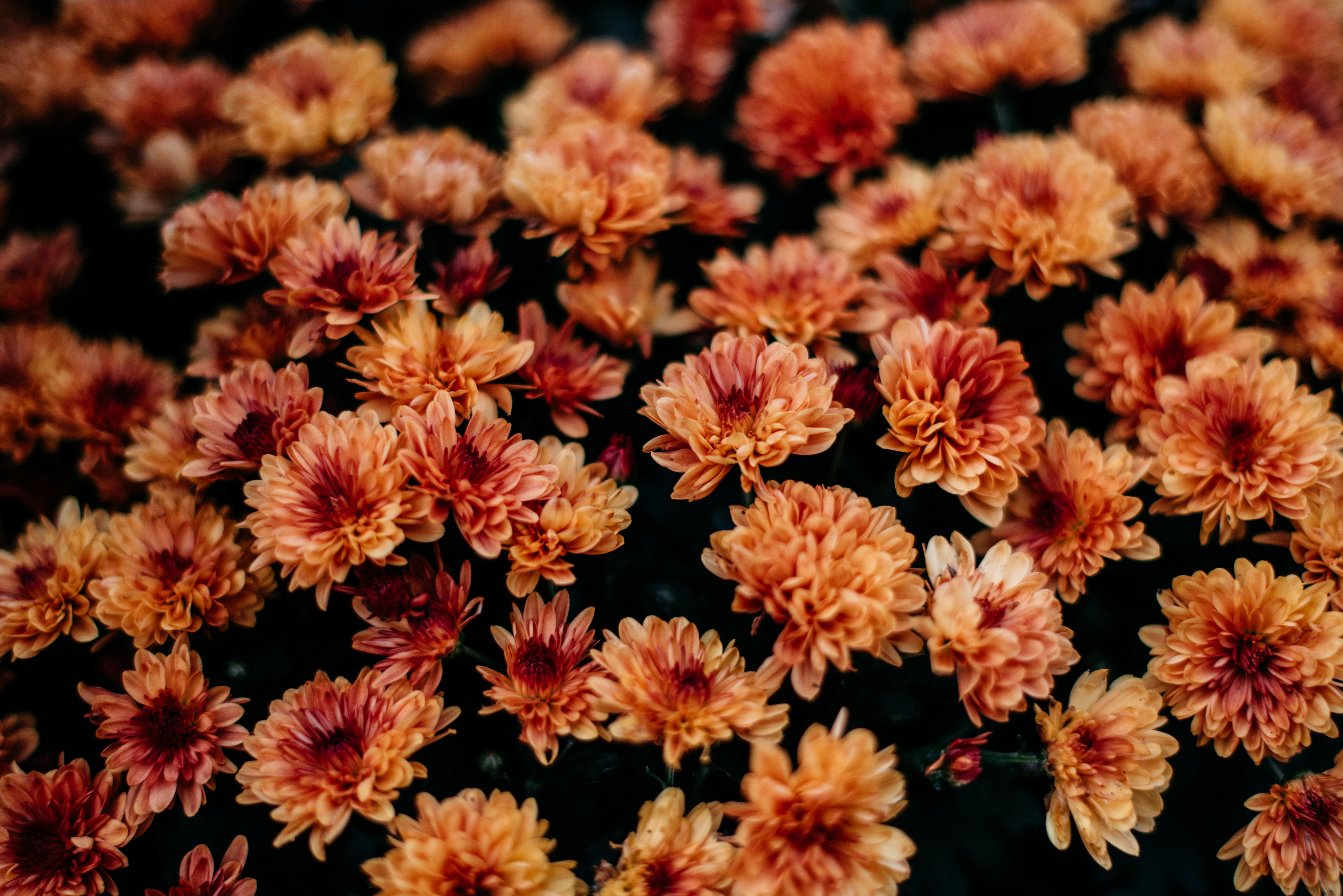 Never let them dry out! How an expert keeps mums blooming all season