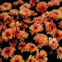 Never let them dry out! How an expert keeps mums blooming all season