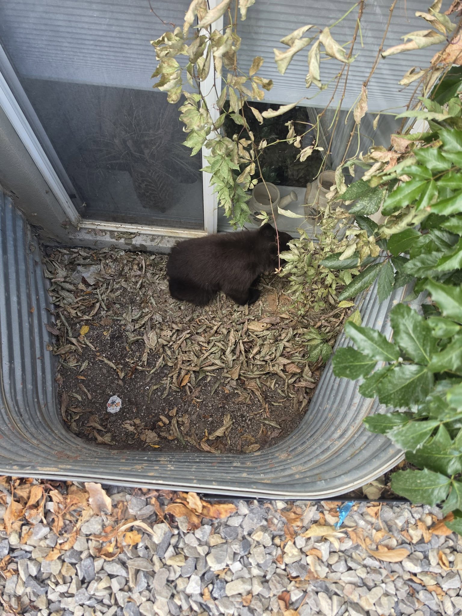 Sanpete County schools temporarily initiate secure protocol due to nearby bear
