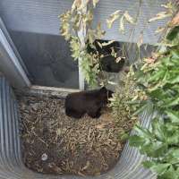 Sanpete County schools temporarily initiate secure protocol due to nearby bear