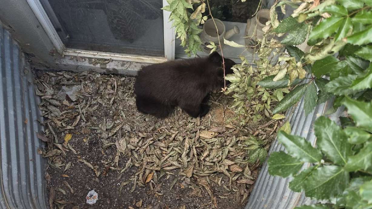 A now-relocated baby bear caused two Sanpete County schools to initiate secure protocol on Monday until officials confirmed it was alone.