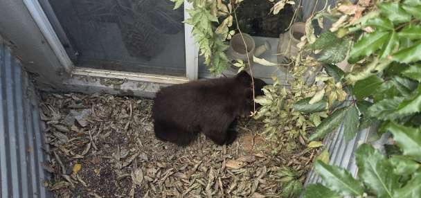 Sanpete County schools temporarily initiate secure protocol due to nearby bear