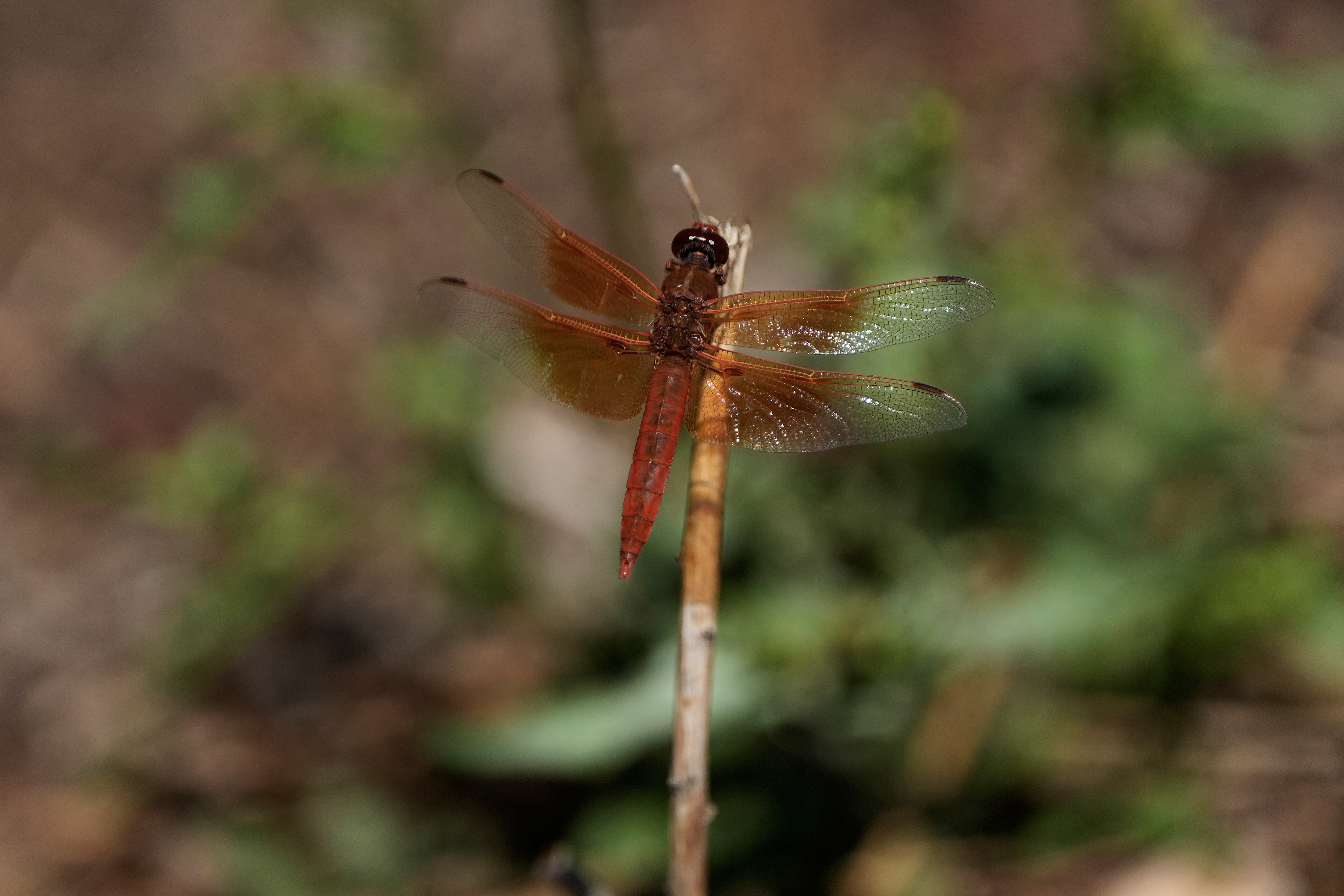 A dragonfly rests on a plant at the Lake Merritt Dragonfly Habitat Garden in Oakland, Calif., Friday, Aug. 21, 2026. 