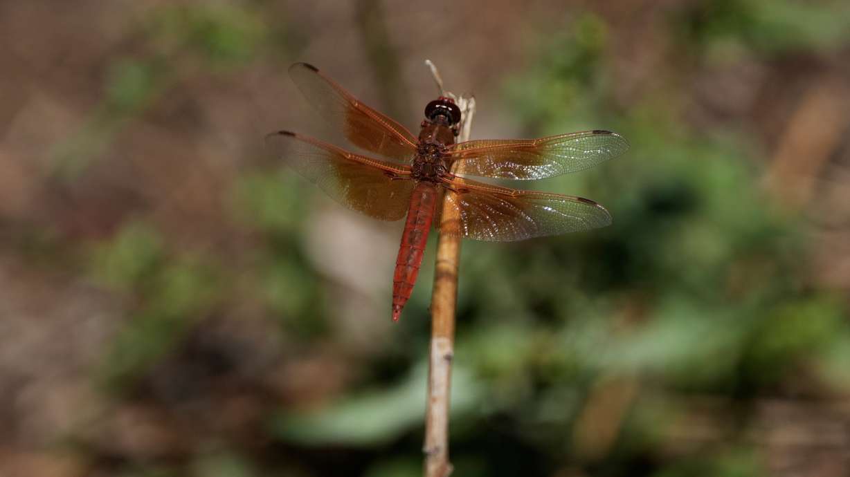 A dragonfly rests on a plant at the Lake Merritt Dragonfly Habitat Garden in Oakland, Calif., Friday, Aug. 21, 2026.