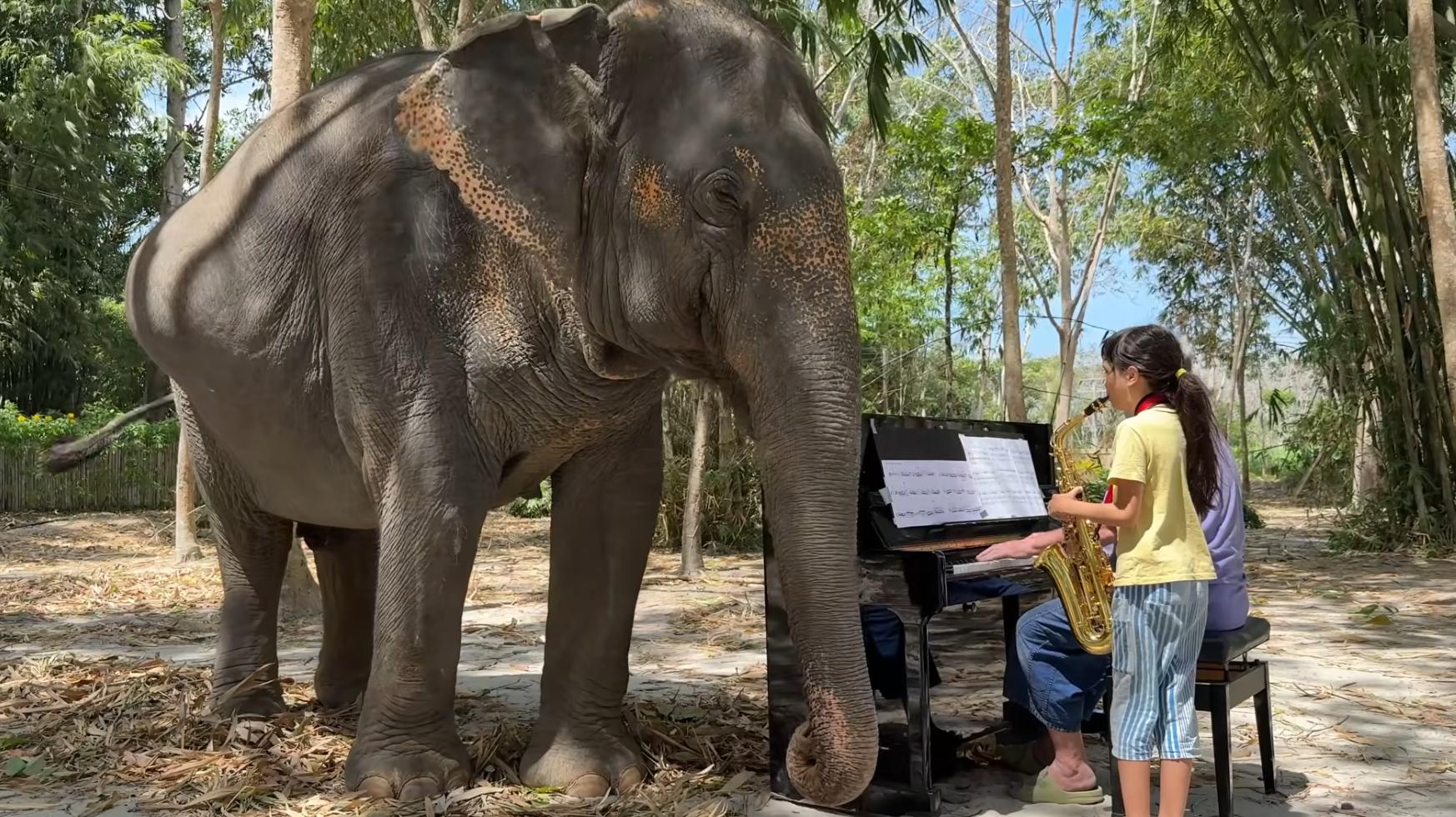 Have You Seen This? Father and daughter play music for graceful elephant