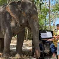 Have You Seen This? Father and daughter play music for graceful elephant