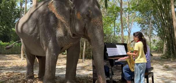Have You Seen This? Father and daughter play music for graceful elephant