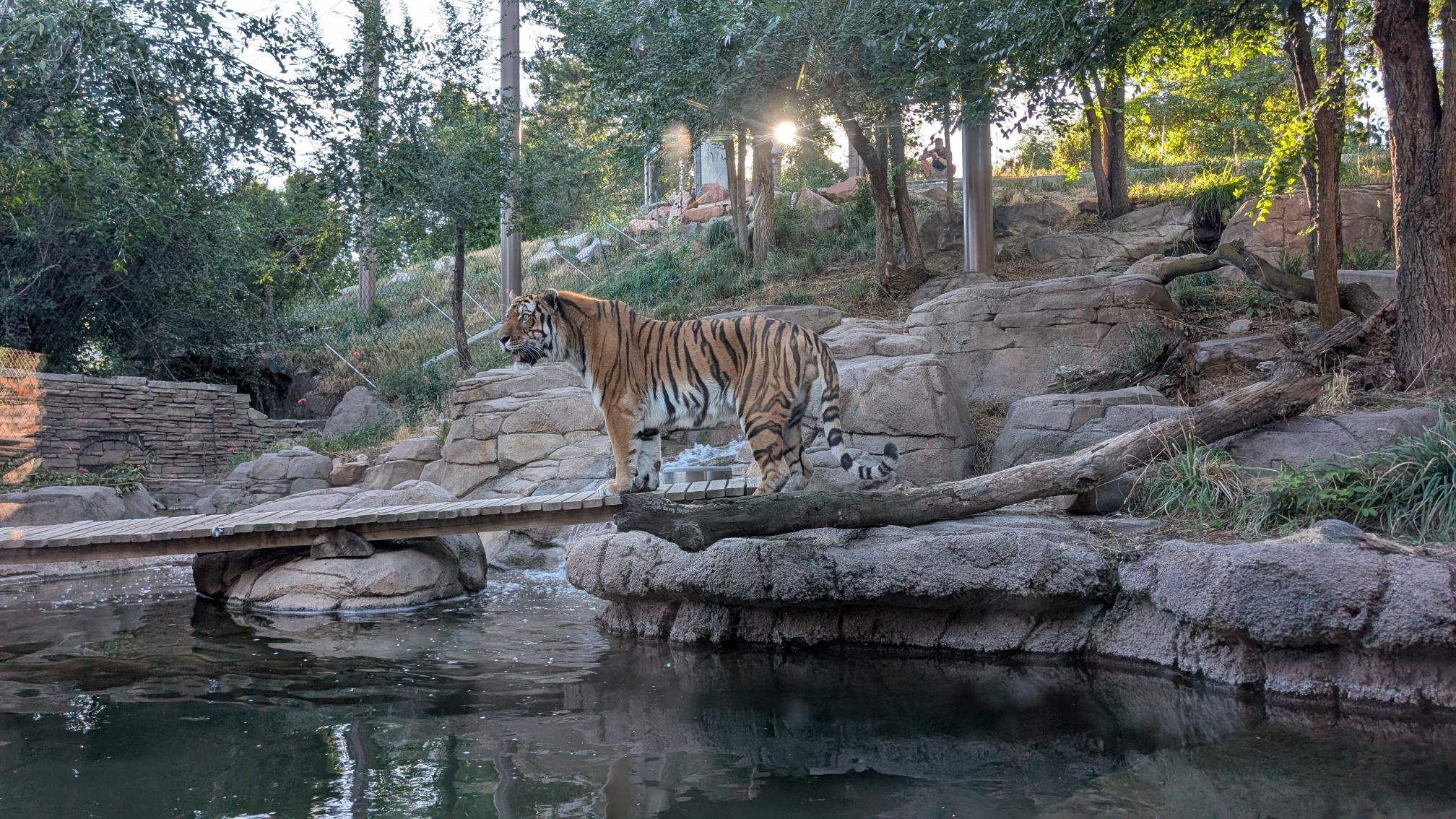Hogle Zoo welcomes new adult tiger 'Max'