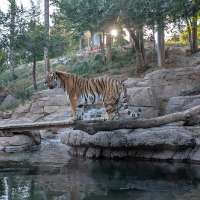 Hogle Zoo welcomes new adult tiger 'Max'