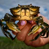 Invasive green crabs are bad for the environment, so New Englanders are starting to eat more of them