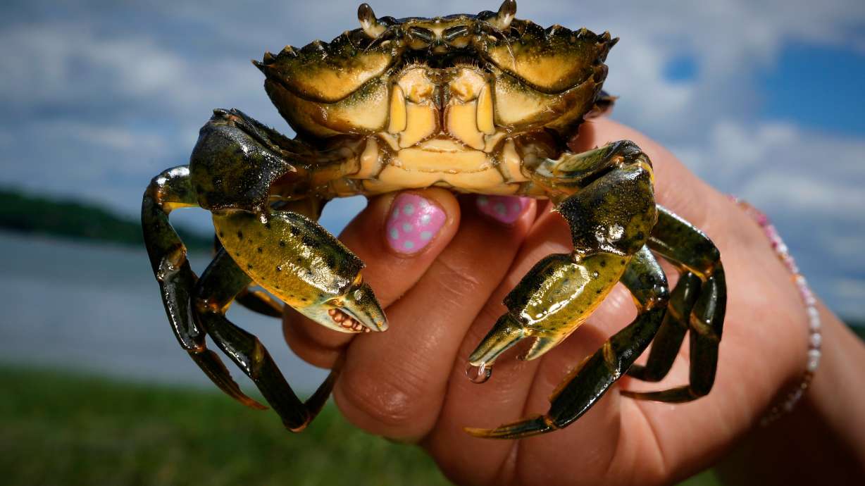 A student holds a green crab caught on the Harraseeket River, June 19, in Freeport, Maine.