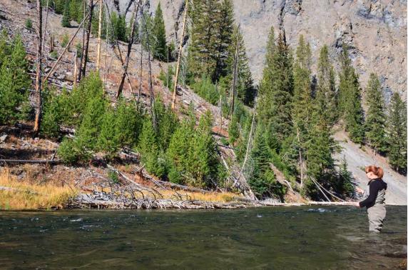 Yellowstone National Park removing invasive fish from creek to preserve native species