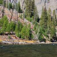 Yellowstone National Park removing invasive fish from creek to preserve native species