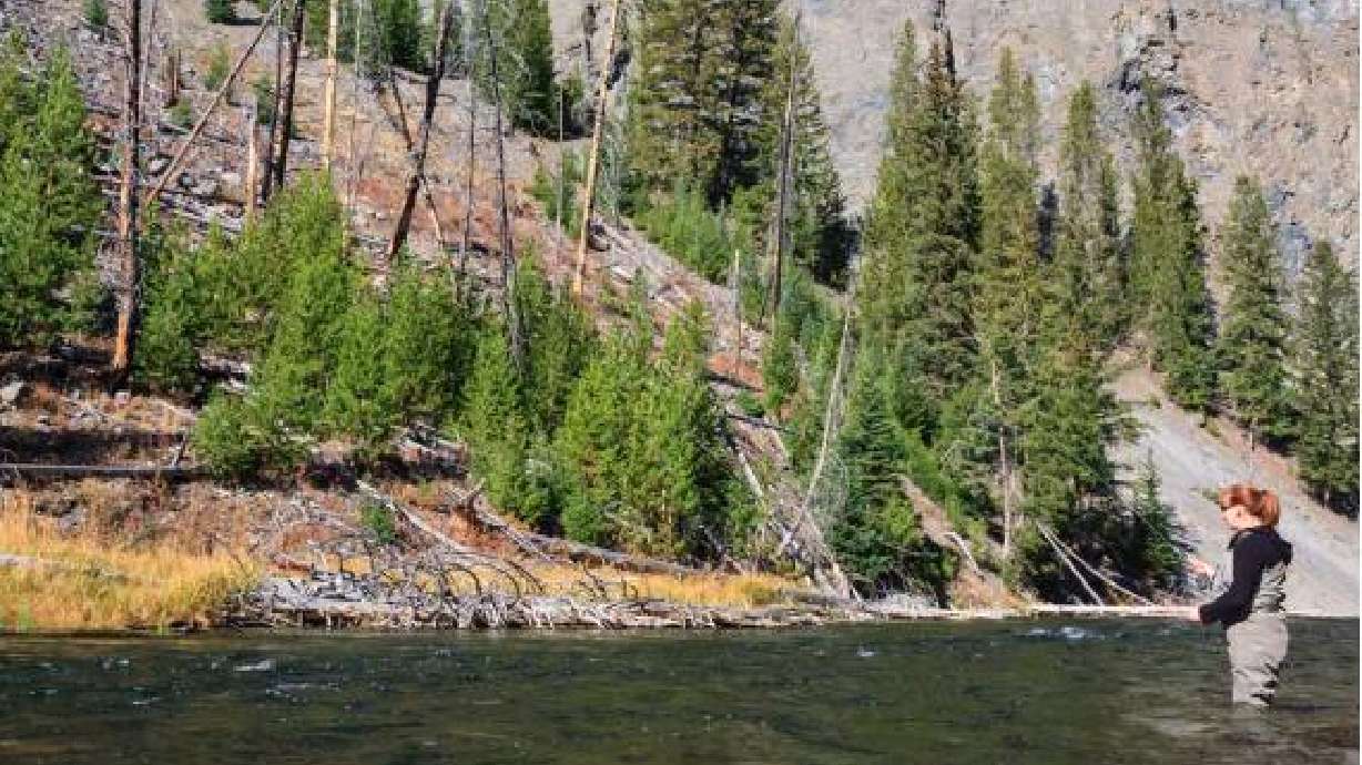 A fly fisher is pictured at Yellowstone. Yellowstone has announced it will soon attempt to remove an invasive species to preserve a native species in Buffalo Creek.
