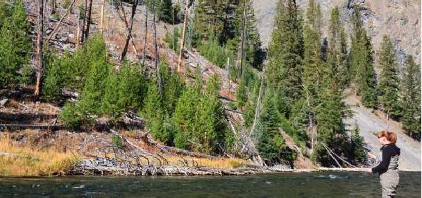 Yellowstone National Park removing invasive fish from creek to preserve native species