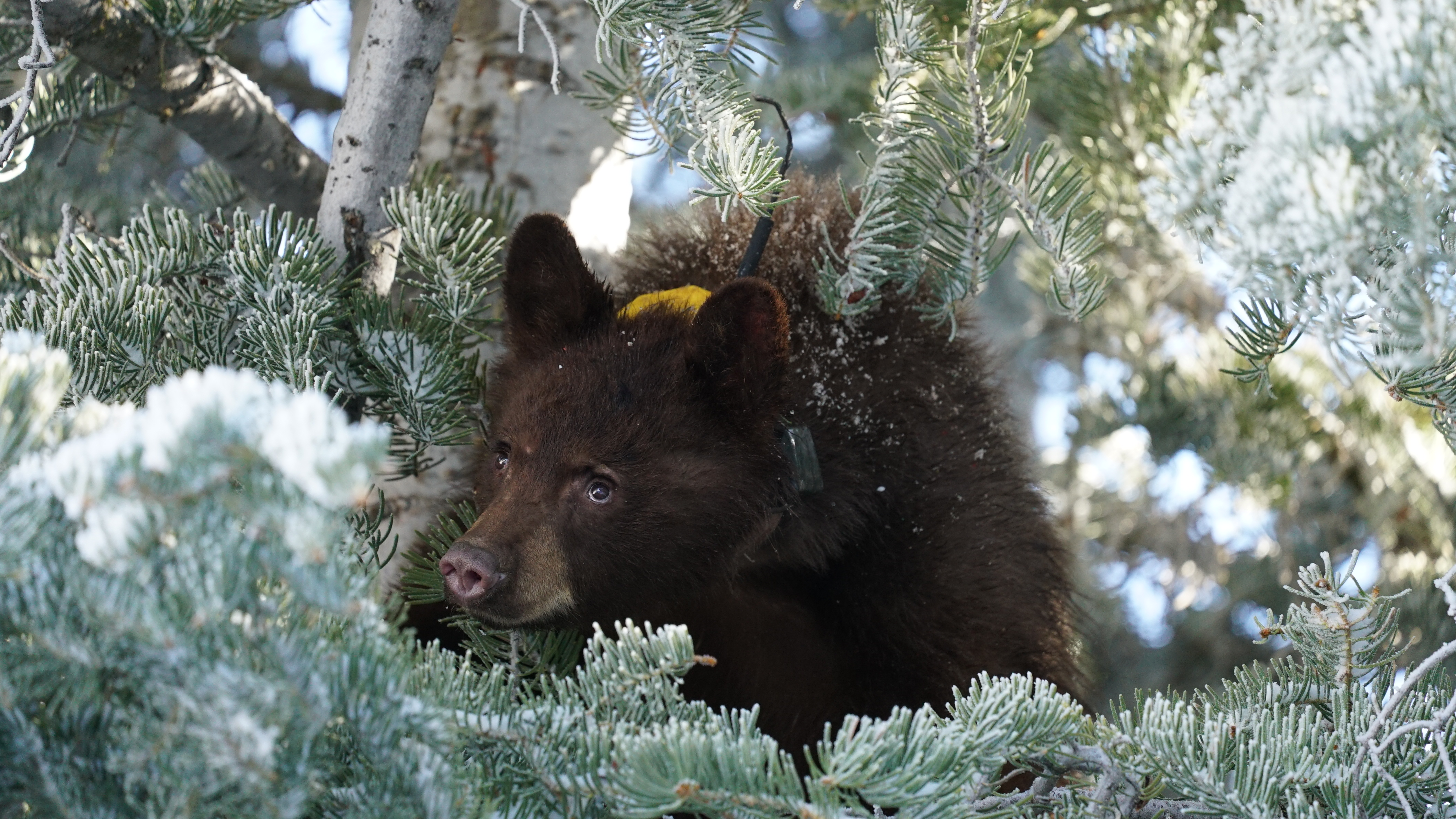 'The most painful outcome': Black bear cub found in Sanpete County euthanized