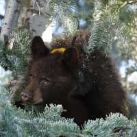 'The most painful outcome': Black bear cub found in Sanpete County euthanized