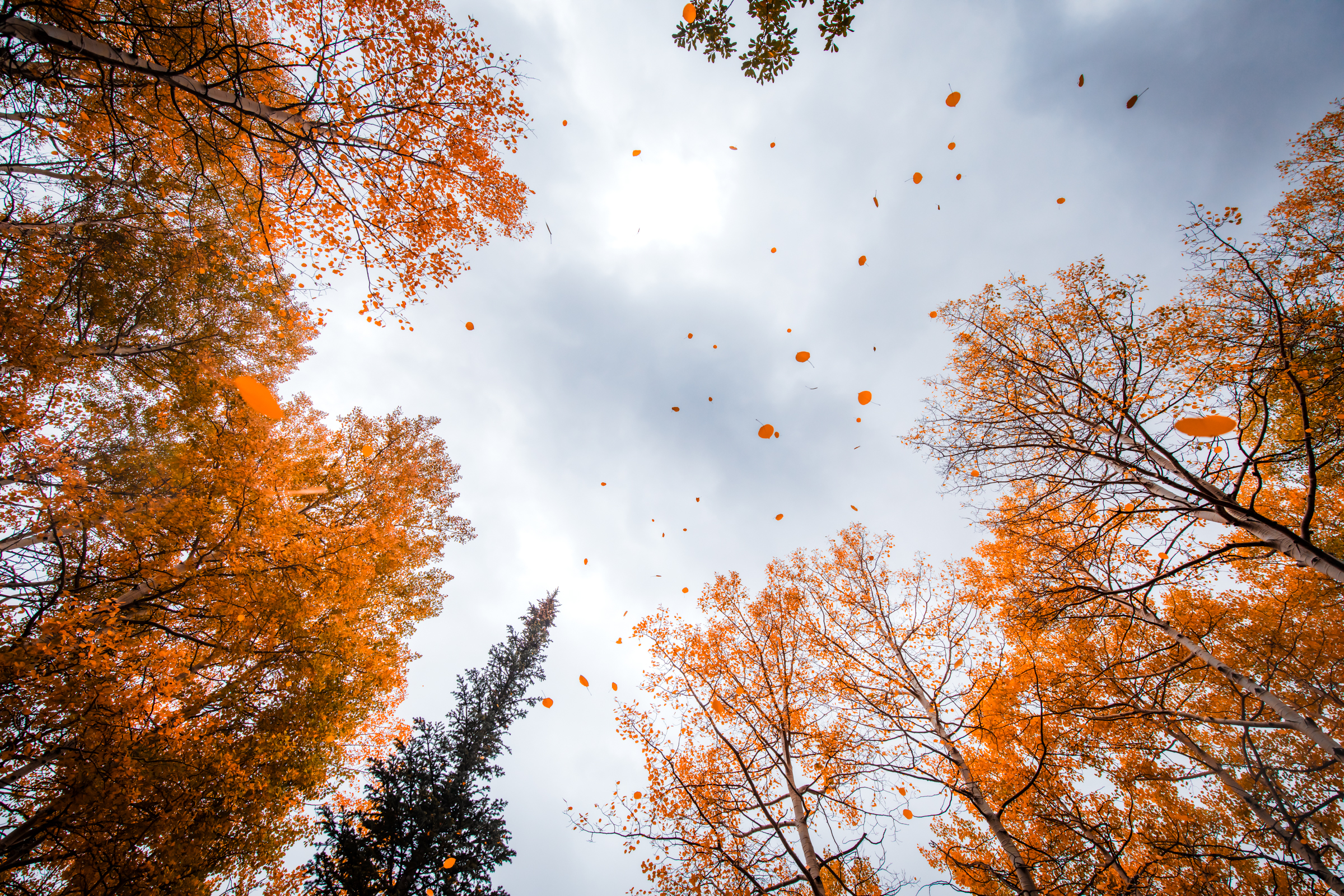 Fall is almost here. Is this when Utah's spectacular colors will return? 