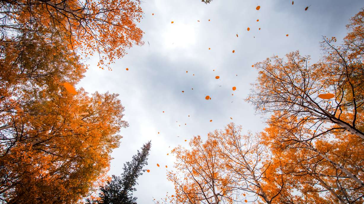 Leaves fly off the trees during a storm near Park City on Sept. 30, 2025.