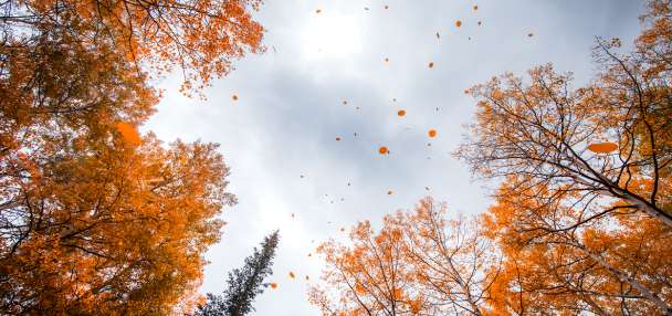 Fall is almost here. Is this when Utah's spectacular colors will return?