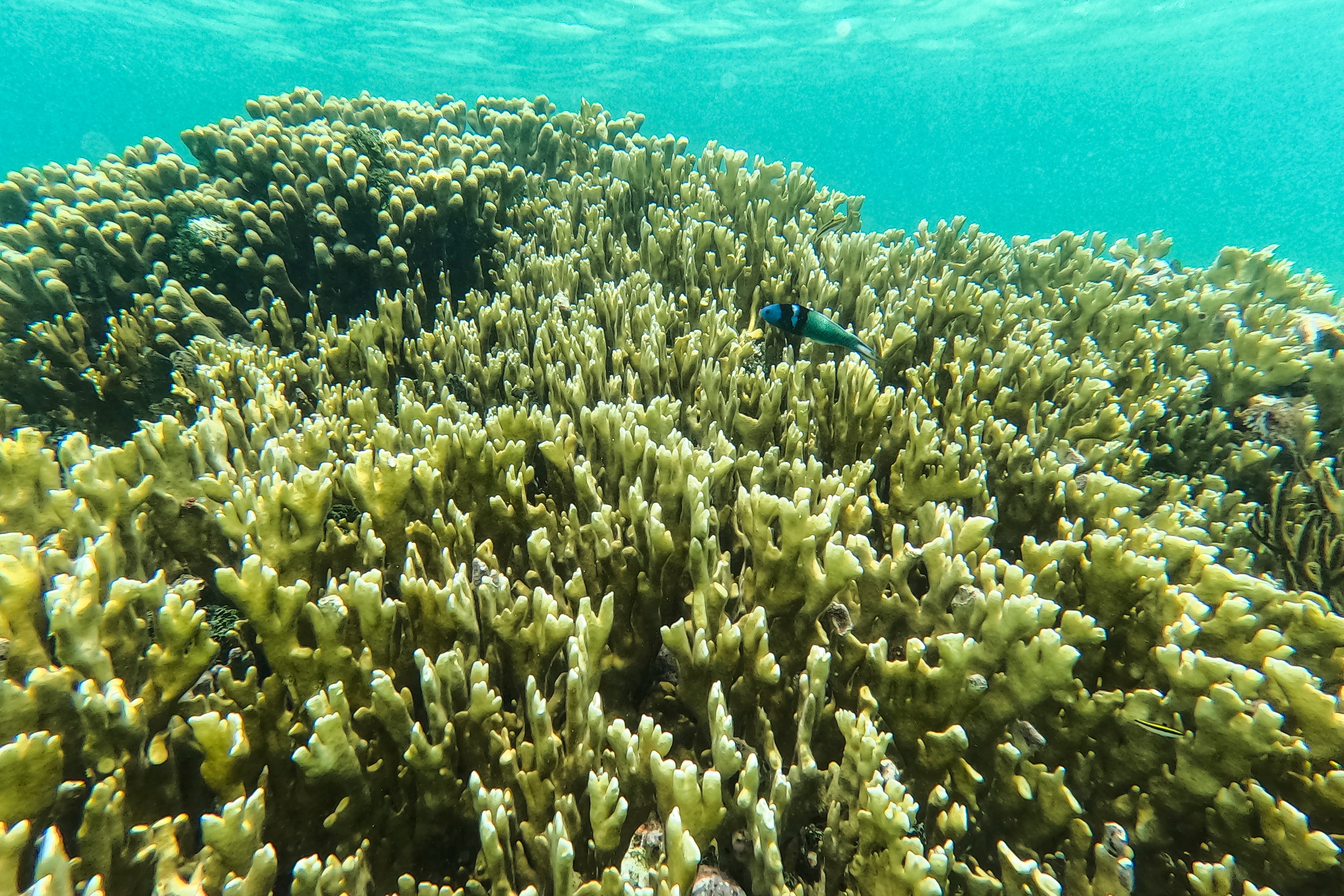 A fish swims through a coral reef in the Dutch Cays of Guna Yala on Panama's Caribbean coast, Aug. 25. A new type of sunscreen still needs more studies to determine its effect on coral reefs.