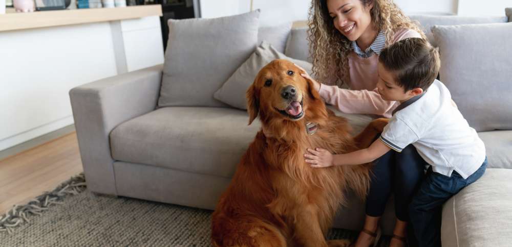 This non-profit is rescuing animals from across the country, and you can adopt them