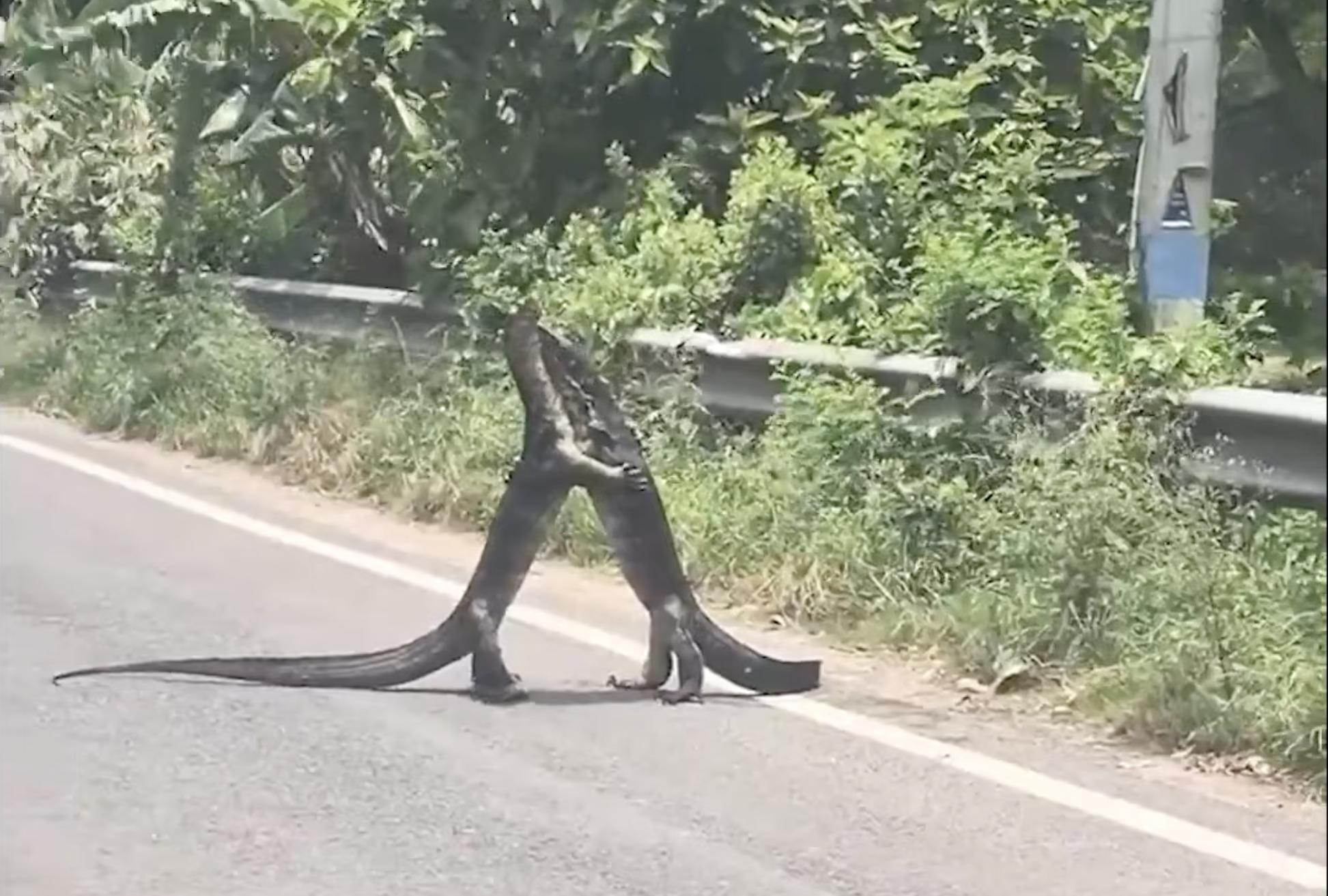 Have You Seen This? Giant lizards take their wrestling match to the streets