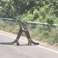 Have You Seen This? Giant lizards take their wrestling match to the streets