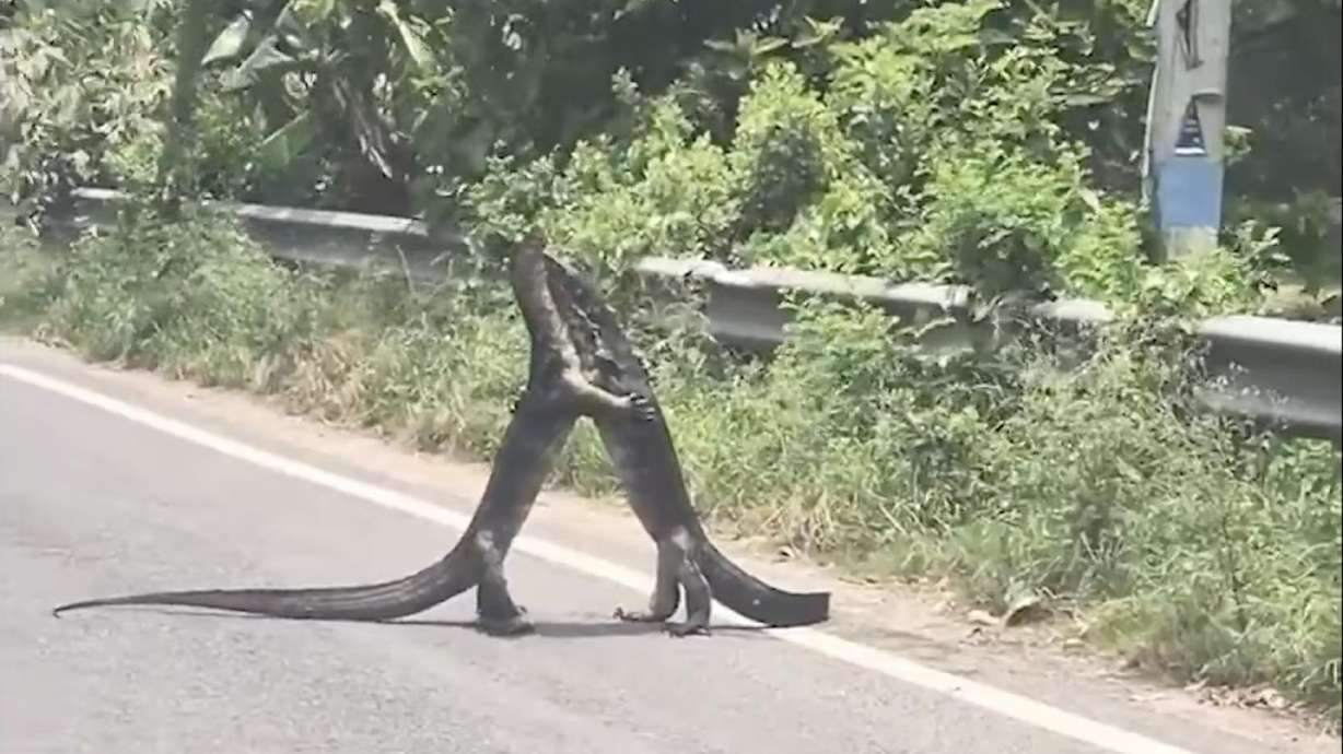 The sight of two muscular monitors fighting in public must be nightmare fuel for people who are scared of lizards.