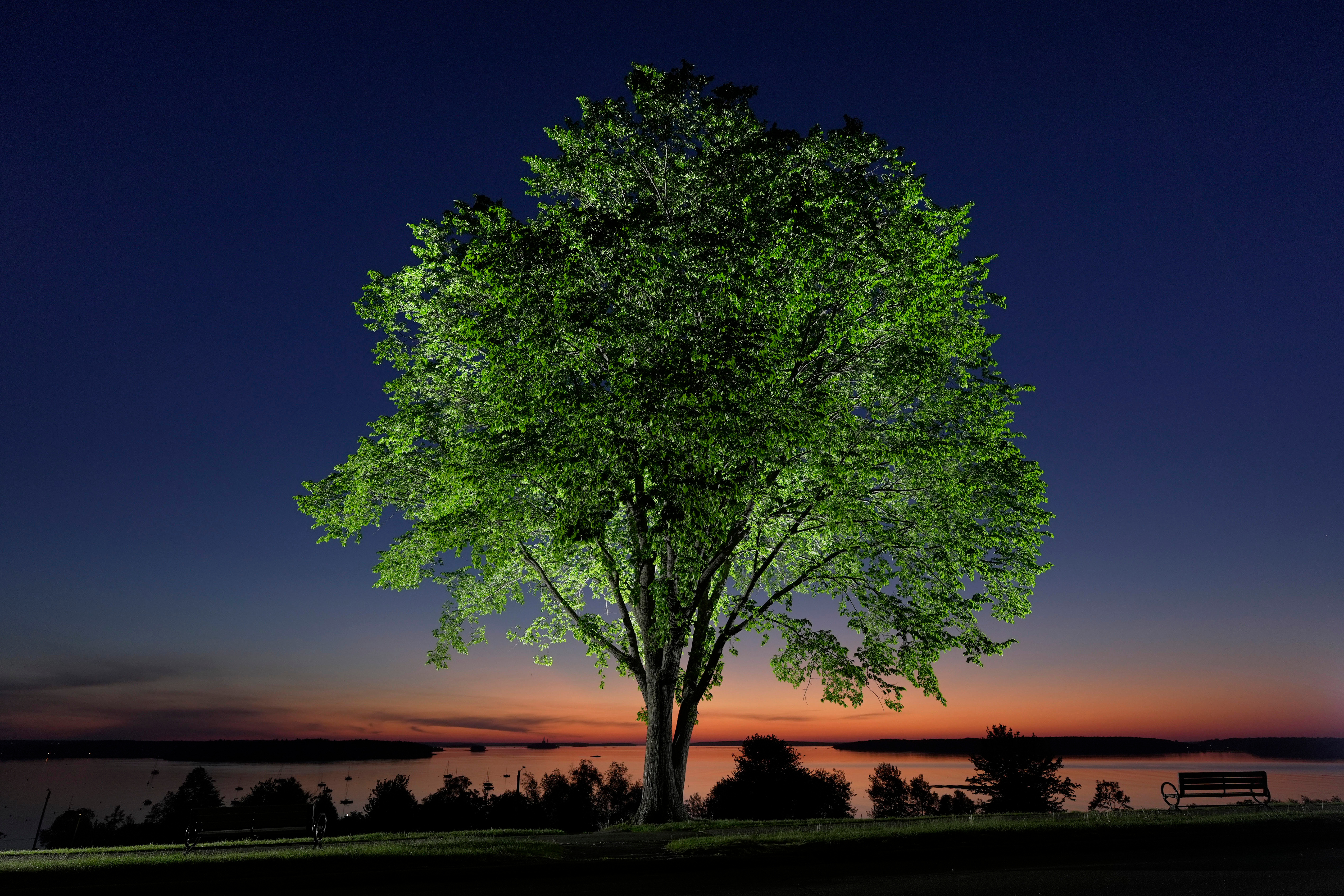 The disease that decimated American elms could help bring them back